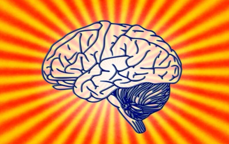 Human Brain human brain